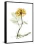 Golden Rose-Albert Koetsier-Framed Stretched Canvas