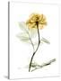 Golden Rose-Albert Koetsier-Stretched Canvas