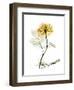 Golden Rose-Albert Koetsier-Framed Art Print