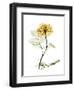 Golden Rose-Albert Koetsier-Framed Art Print