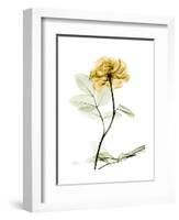 Golden Rose-Albert Koetsier-Framed Art Print