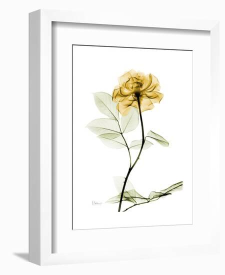 Golden Rose-Albert Koetsier-Framed Art Print