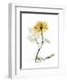 Golden Rose-Albert Koetsier-Framed Art Print