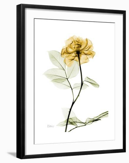 Golden Rose-Albert Koetsier-Framed Art Print