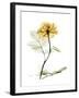 Golden Rose-Albert Koetsier-Framed Art Print