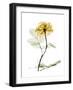 Golden Rose-Albert Koetsier-Framed Art Print