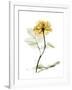 Golden Rose-Albert Koetsier-Framed Art Print