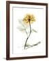 Golden Rose-Albert Koetsier-Framed Art Print