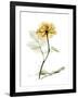 Golden Rose-Albert Koetsier-Framed Art Print