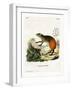 Golden-Rumped Agouti-null-Framed Giclee Print