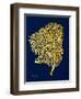 Golden Sea Fan-Albert Koetsier-Framed Art Print