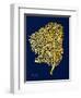Golden Sea Fan-Albert Koetsier-Framed Art Print