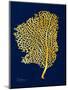 Golden Sea Fan-Albert Koetsier-Mounted Art Print