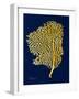 Golden Sea Fan-Albert Koetsier-Framed Art Print