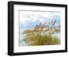 Golden Sea Oats Waving in the Breach on a Pristine Beach in Pensacola, Florida-forestpath-Framed Photographic Print