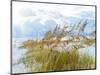 Golden Sea Oats Waving in the Breach on a Pristine Beach in Pensacola, Florida-forestpath-Mounted Photographic Print