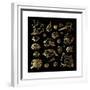 Golden Sea Shell. Collection of Seashells-Katya Ulitina-Framed Premium Giclee Print