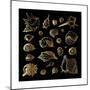 Golden Sea Shell. Collection of Seashells-Katya Ulitina-Mounted Premium Giclee Print