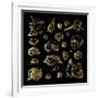 Golden Sea Shell. Collection of Seashells-Katya Ulitina-Framed Art Print