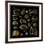 Golden Sea Shell. Collection of Seashells-Katya Ulitina-Framed Art Print