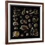 Golden Sea Shell. Collection of Seashells-Katya Ulitina-Framed Art Print