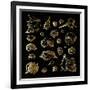 Golden Sea Shell. Collection of Seashells-Katya Ulitina-Framed Art Print