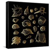 Golden Sea Shell. Collection of Seashells-Katya Ulitina-Framed Stretched Canvas