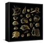 Golden Sea Shell. Collection of Seashells-Katya Ulitina-Framed Stretched Canvas