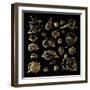 Golden Sea Shell. Collection of Seashells-Katya Ulitina-Framed Art Print