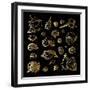 Golden Sea Shell. Collection of Seashells-Katya Ulitina-Framed Art Print