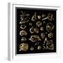 Golden Sea Shell. Collection of Seashells-Katya Ulitina-Framed Art Print