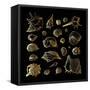 Golden Sea Shell. Collection of Seashells-Katya Ulitina-Framed Stretched Canvas