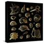 Golden Sea Shell. Collection of Seashells-Katya Ulitina-Stretched Canvas