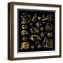 Golden Sea Shell. Collection of Seashells-Katya Ulitina-Framed Art Print