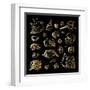 Golden Sea Shell. Collection of Seashells-Katya Ulitina-Framed Art Print