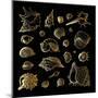 Golden Sea Shell. Collection of Seashells-Katya Ulitina-Mounted Art Print