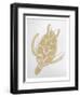 Golden Sea Turtle-Pam Varacek-Framed Art Print