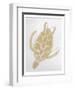 Golden Sea Turtle-Pam Varacek-Framed Art Print