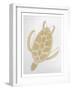 Golden Sea Turtle-Pam Varacek-Framed Art Print