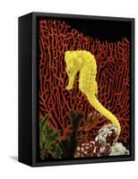 Golden Seahorse, Portraits, UK-Jane Burton-Framed Stretched Canvas