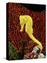 Golden Seahorse, Portraits, UK-Jane Burton-Stretched Canvas