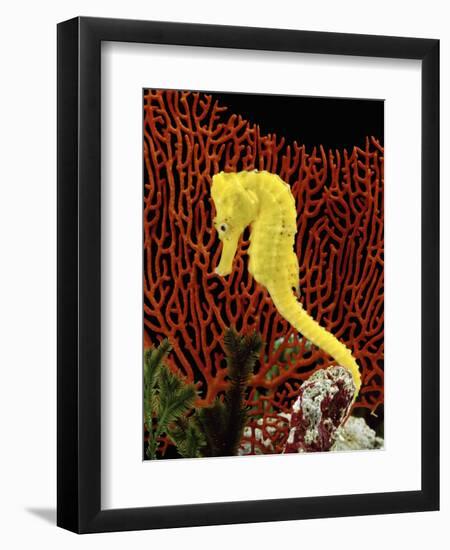 Golden Seahorse, Portraits, UK-Jane Burton-Framed Premium Photographic Print