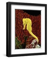 Golden Seahorse, Portraits, UK-Jane Burton-Framed Premium Photographic Print
