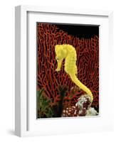 Golden Seahorse, Portraits, UK-Jane Burton-Framed Premium Photographic Print