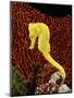 Golden Seahorse, Portraits, UK-Jane Burton-Mounted Premium Photographic Print