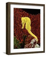 Golden Seahorse, Portraits, UK-Jane Burton-Framed Photographic Print