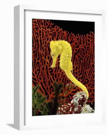 Golden Seahorse, Portraits, UK-Jane Burton-Framed Photographic Print