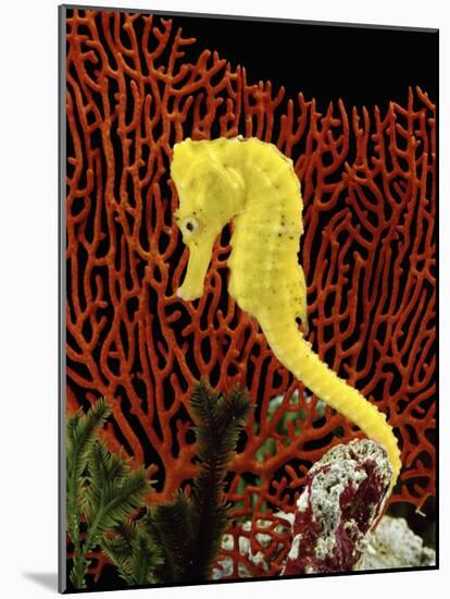 Golden Seahorse, Portraits, UK-Jane Burton-Mounted Photographic Print