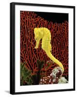 Golden Seahorse, Portraits, UK-Jane Burton-Framed Photographic Print