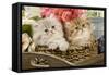 Golden Shaded and Blue Shaded Persian Kittens-null-Framed Stretched Canvas